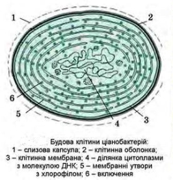 C:\Documents and Settings\Admin\Рабочий стол\bio-6-ostap-ukr-65.jpg